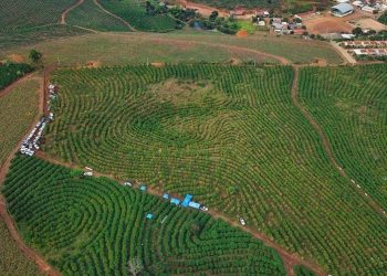 Estado: Valor bruto da produção agropecuária do Espírito Santo é estimado em R$ 24,2 bilhões