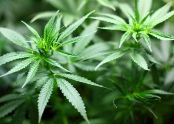 Brasil: STF retoma debate sobre descriminalização das drogas