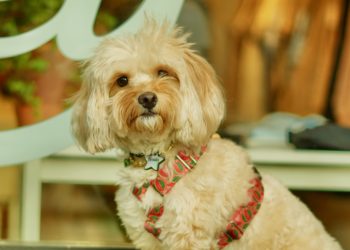 Pets: Cães e gatos terão que ser obrigatoriamente microchipados no Rio