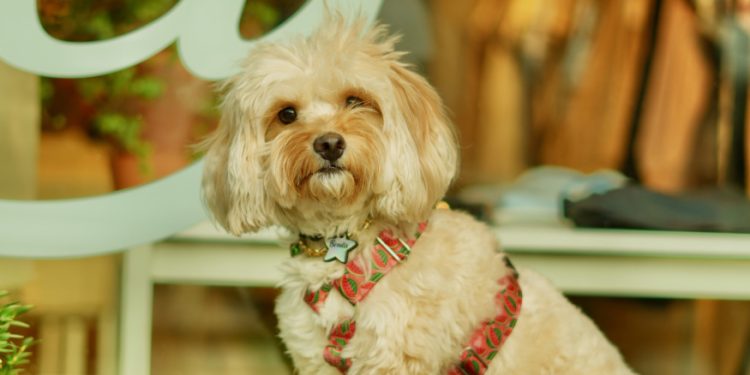 Pets: Cães e gatos terão que ser obrigatoriamente microchipados no Rio