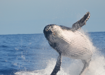 Turismo: Começou a temporada de baleias no Brasil