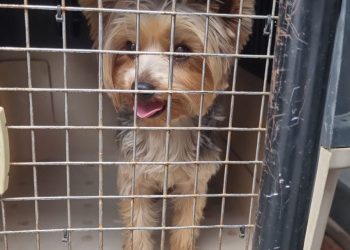 Vitória: Cão em situação de maus-tratos é resgatado em Jardim Camburi