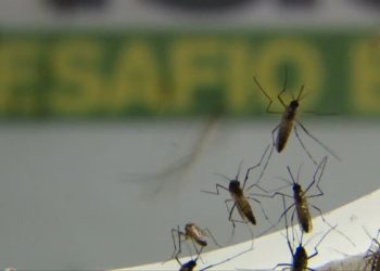 Saúde: Laboratório pede incorporação da vacina contra dengue no SUS