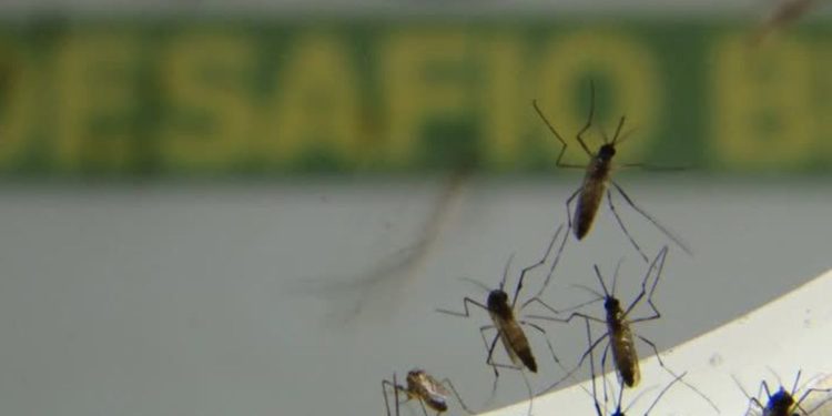 Saúde: Laboratório pede incorporação da vacina contra dengue no SUS