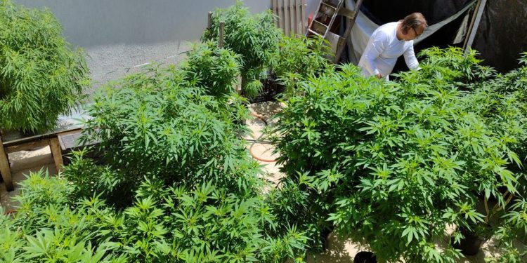 Brasil: Especialistas discutem formas de melhorar acesso à cannabis medicinal