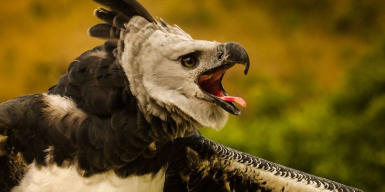 Meio Ambiente: Plataforma faz alerta sobre espécies em risco de extinção em todo país