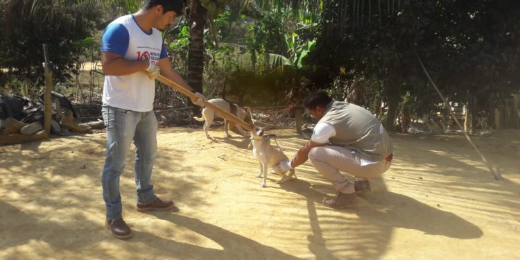 Kennedy: Prefeitura  promove Dia D de vacinação antirrábica para cães e gatos