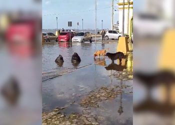 Ciclone: Porto Alegre tem ruas alagadas e leões marinhos são vistos em calçada no interior