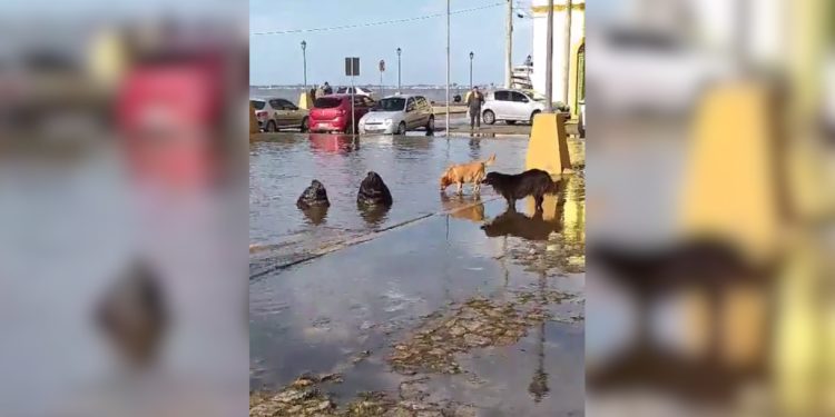 Ciclone: Porto Alegre tem ruas alagadas e leões marinhos são vistos em calçada no interior