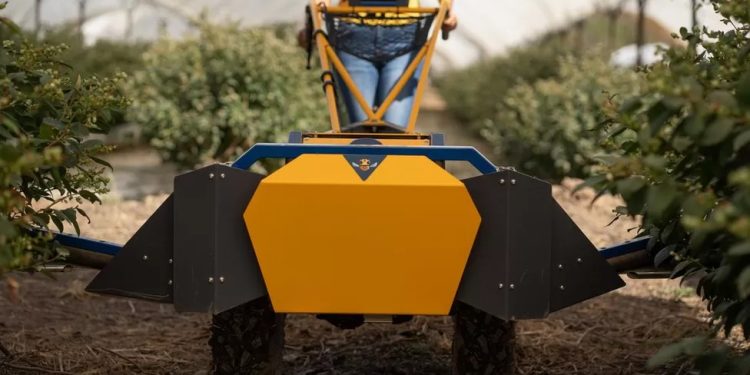 Mundo: Agricultores recorrem à tecnologia enquanto as abelhas lutam para polinizar