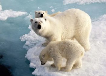 Clima: Estudo analisa efeitos das mudanças climáticas na sobrevivência de ursos polares