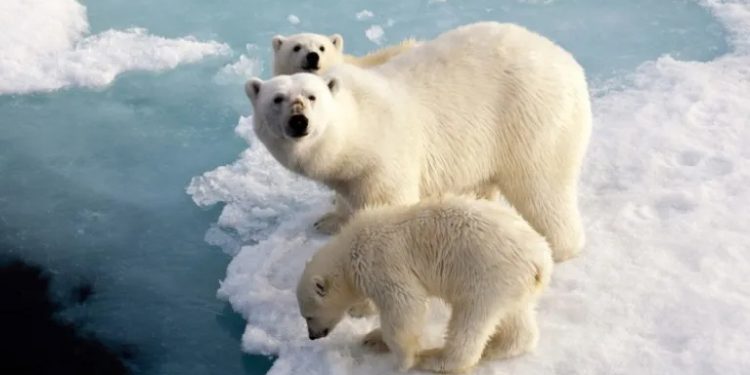 Clima: Estudo analisa efeitos das mudanças climáticas na sobrevivência de ursos polares