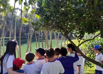 Vitória: Estudantes preparam jardim para abelhas