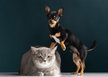 Guarapari: Prefeitura realiza segunda fase de Vacinação Antirrábica neste sábado (23)