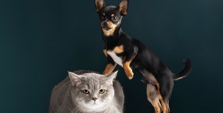 Guarapari: Prefeitura realiza segunda fase de Vacinação Antirrábica neste sábado (23)