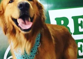 Guarapari: Policial que matou cachorro a tiros é solto e proibido de usar arma de fogo