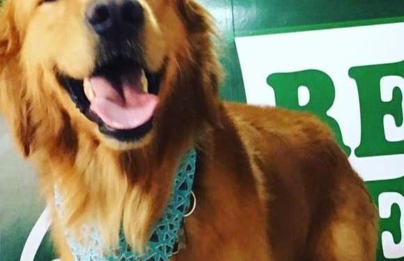 Guarapari: Policial que matou cachorro a tiros é solto e proibido de usar arma de fogo