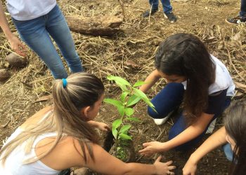 Anchieta: Diversas ações para comemorar Dia da Árvore