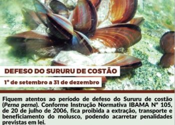 Anchieta: Defeso do Sururu de Costão vai até 31 de dezembro