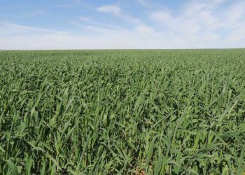 Brasil: Área reservada à agropecuária no país cresceu 50% em 37 anos