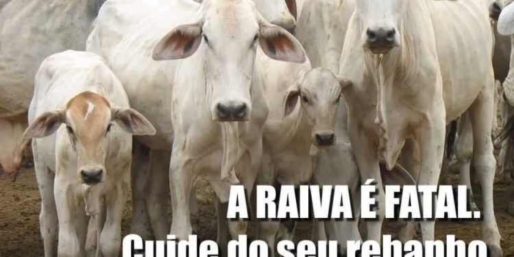 Itapemirim: Prefeitura alerta sobre a raiva nos rebanhos