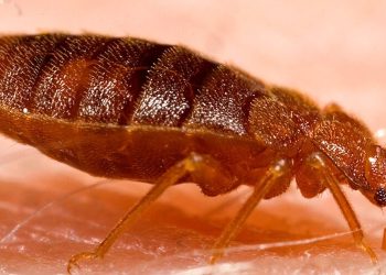 França: Surto de percevejo invade semana da moda de Paris