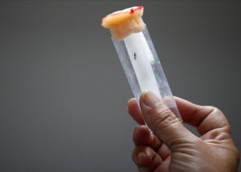 Mundo: Pílula para dengue se mostra promissora em teste humano