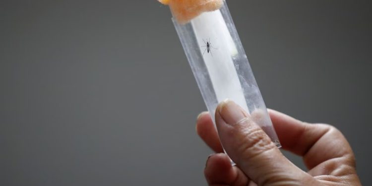 Mundo: Pílula para dengue se mostra promissora em teste humano