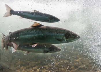Clima: Rios resfriados artificialmente podem proteger os peixes das mudanças climáticas