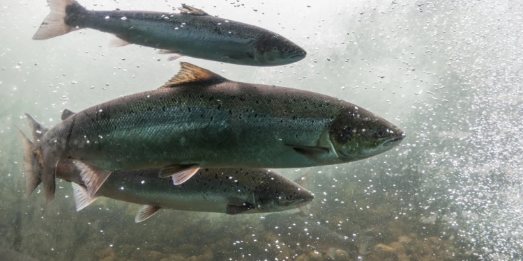 Clima: Rios resfriados artificialmente podem proteger os peixes das mudanças climáticas