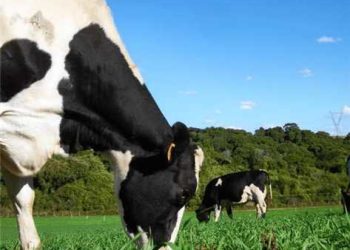 Iconha: Abertas as inscrições para o concurso leiteiro da Festa Agropecuária