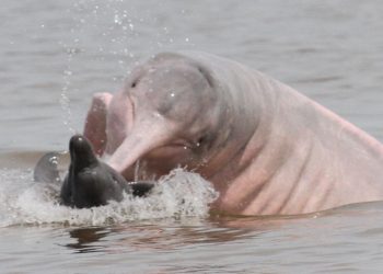 Seca: Ibama envia veterinários para atender botos no Amazonas