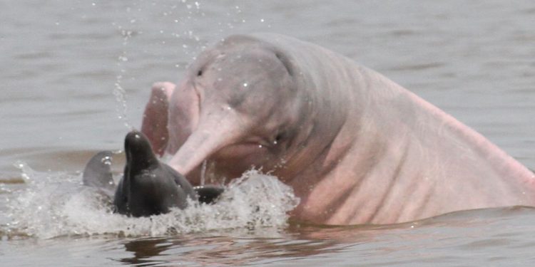 Seca: Ibama envia veterinários para atender botos no Amazonas