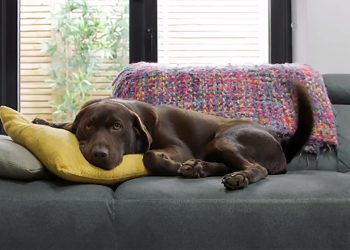 EUA: Cães estão adoecendo devido a uma doença respiratória misteriosa