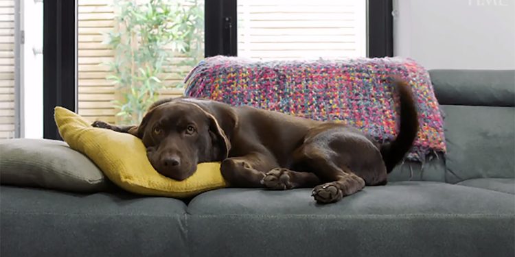 EUA: Cães estão adoecendo devido a uma doença respiratória misteriosa