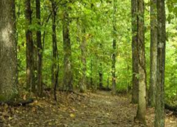 EUA: Agência propõe permitir projetos de captura de carbono em florestas nacionais