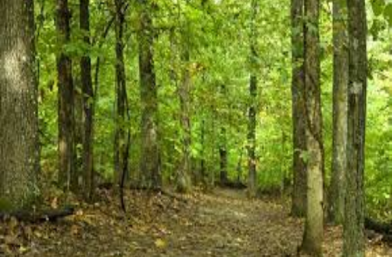 EUA: Agência propõe permitir projetos de captura de carbono em florestas nacionais