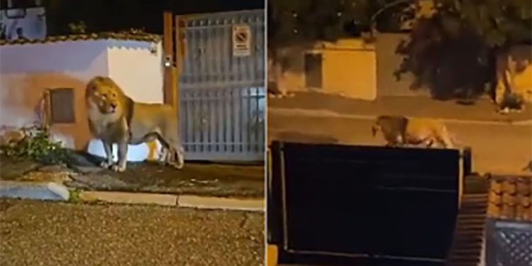 Itália: Leão escapa de circo e assusta população nos arredores de Roma