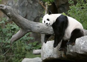 Natureza: Pandas gigantes do zoo de Washington voltam à China