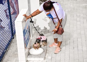Vitória: Cãezinhos ganharão Pet Park com espaços reformados para diversão