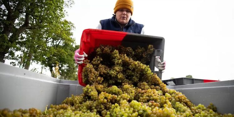 Mundo: Produção global de vinho cai para o menor nível em 62 anos em 2023