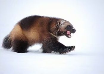 Mudanças climáticas: EUA listam wolverine como espécie ameaçada