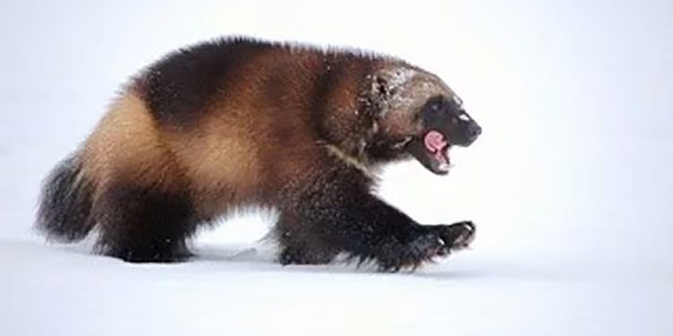 Mudanças climáticas: EUA listam wolverine como espécie ameaçada