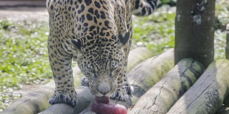 Clima: Banho de mangueira, frutas e até picolé são alternativas para refrescar os animas no Zoo de SP