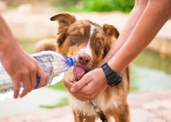 Itapemirim: Prefeitura alerta sobre os cuidados com os pets no calor