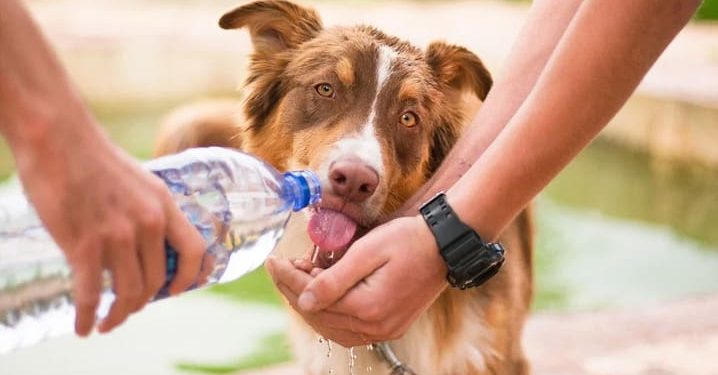 Itapemirim: Prefeitura alerta sobre os cuidados com os pets no calor