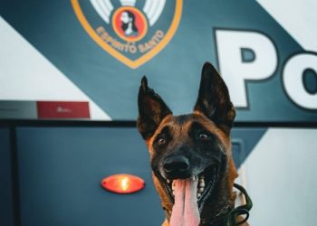 Apollo: Cão farejador do 6° BPM é recordista em apreensões