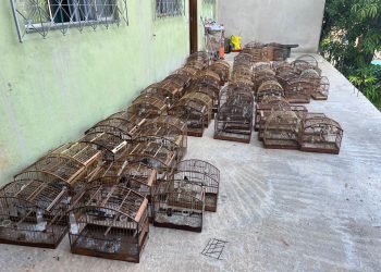 Cachoeiro: Polícia Militar Ambiental realiza apreensão de 179 pássaros silvestres em cativeiro