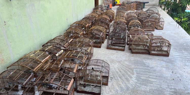 Cachoeiro: Polícia Militar Ambiental realiza apreensão de 179 pássaros silvestres em cativeiro