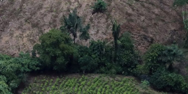 Mundo: Colômbia estuda autorizar produção de coca e papoula para uso médico e industrial